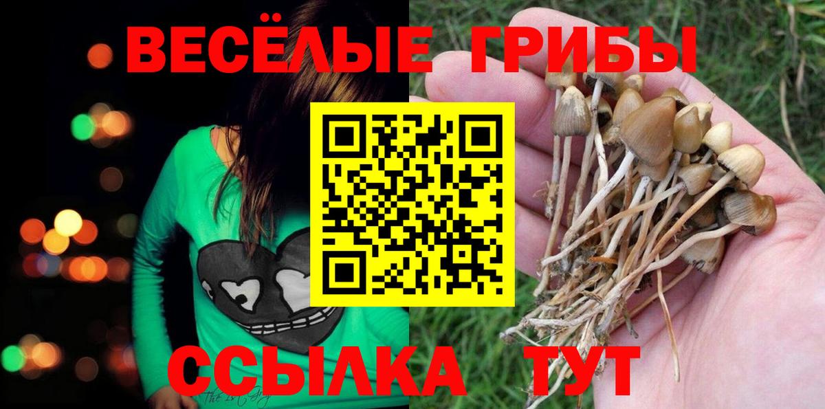 Галлюциногенные грибы Cubensis  Псилоцибиновые грибы Cubensis  Вход с VPN  Сосновоборск 